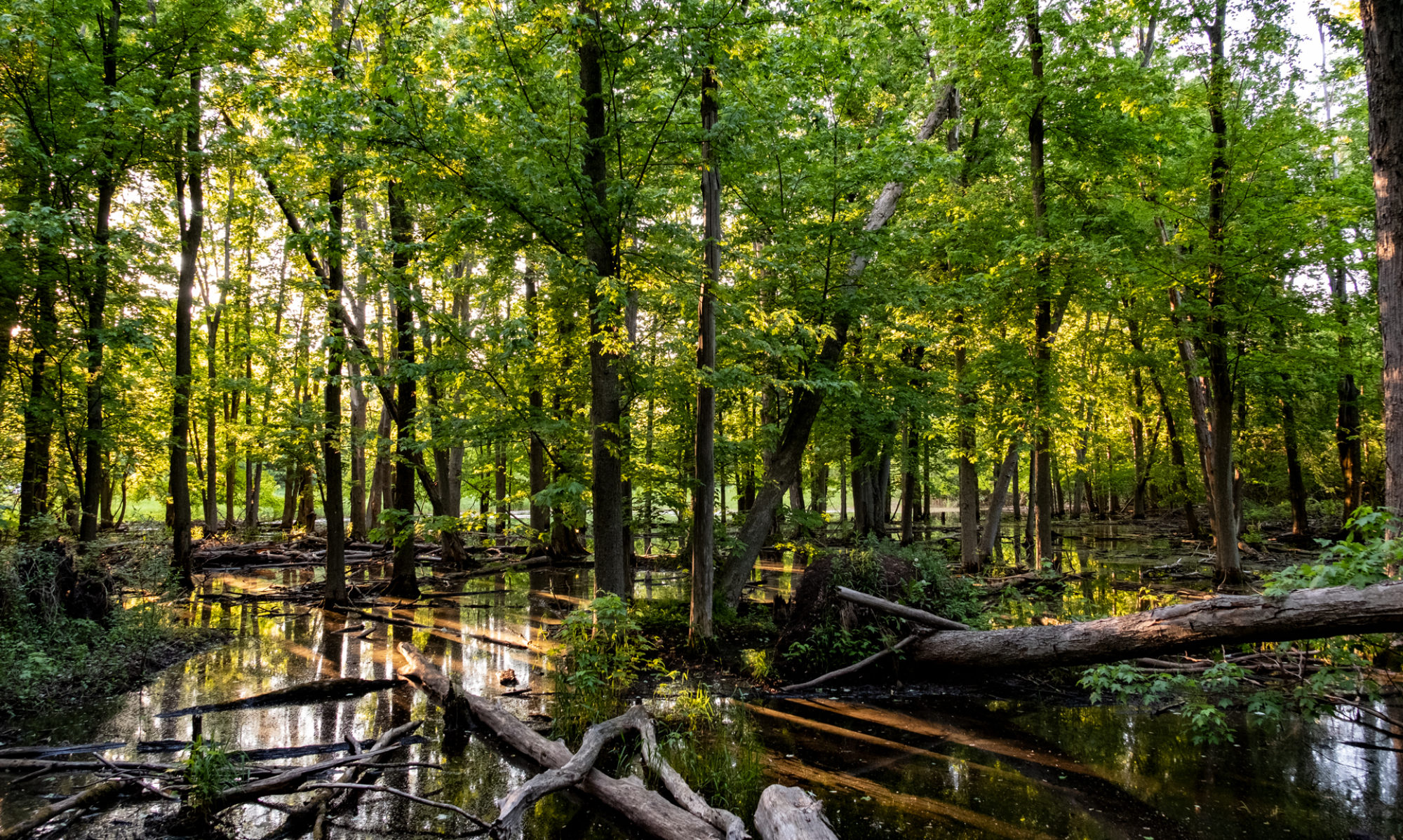 A colour photo of a view of trees in swampy waters