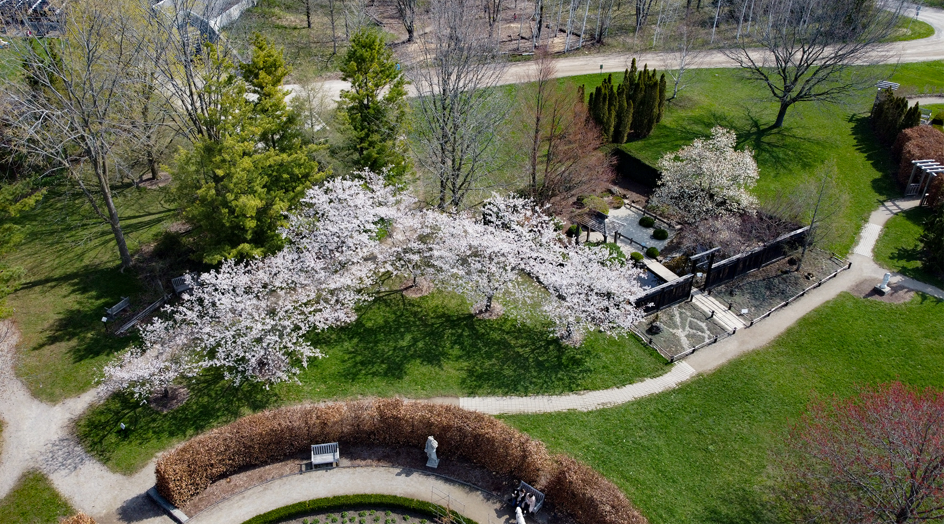 a decorative aerial photograph of Sakura trees in full bloom next to a Japanese Zen Garden. 