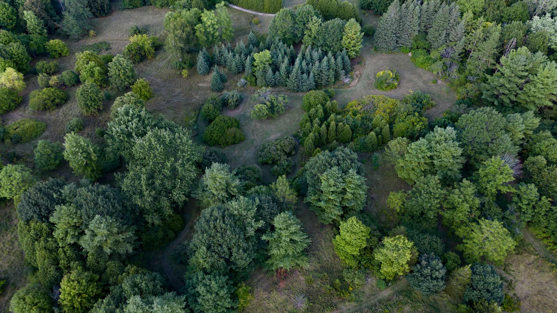 a decorative aerial image of trees and shrubs of The Arboretum.