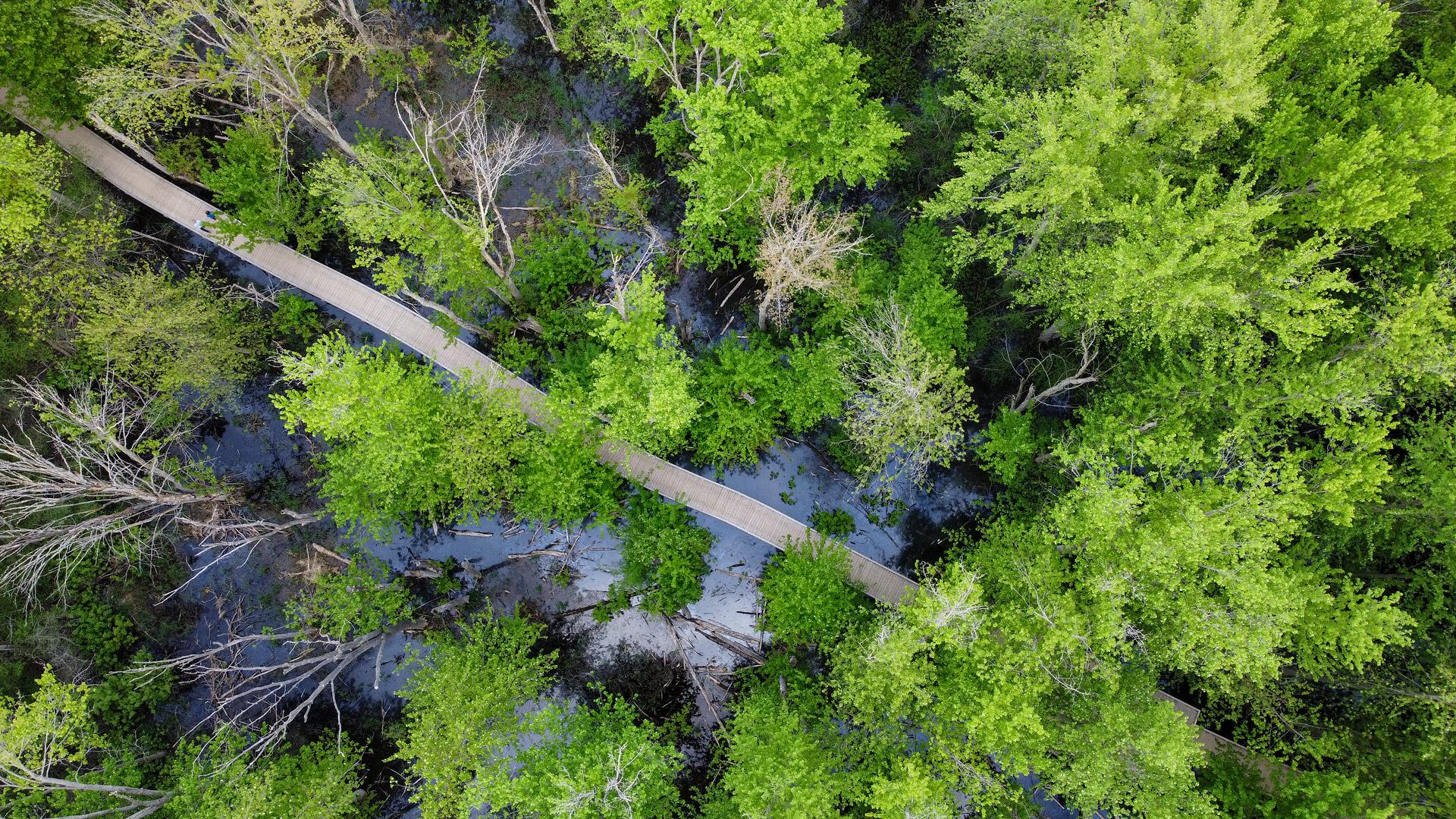 aerial photograph of a boardwalk in a marsh land area 