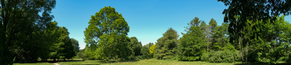 a panorama of trees in an arboretum 