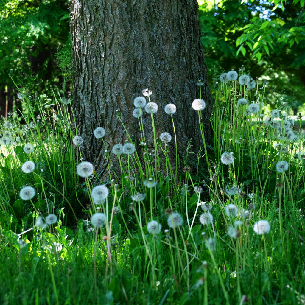 colour photo of dandelions in seed in the grass at the base of a tree 