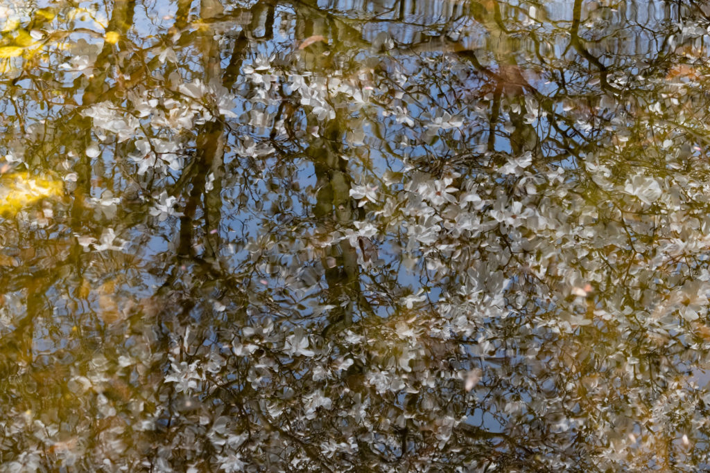 a colour photo of a reflection of a magnolia tree in a pool of water.