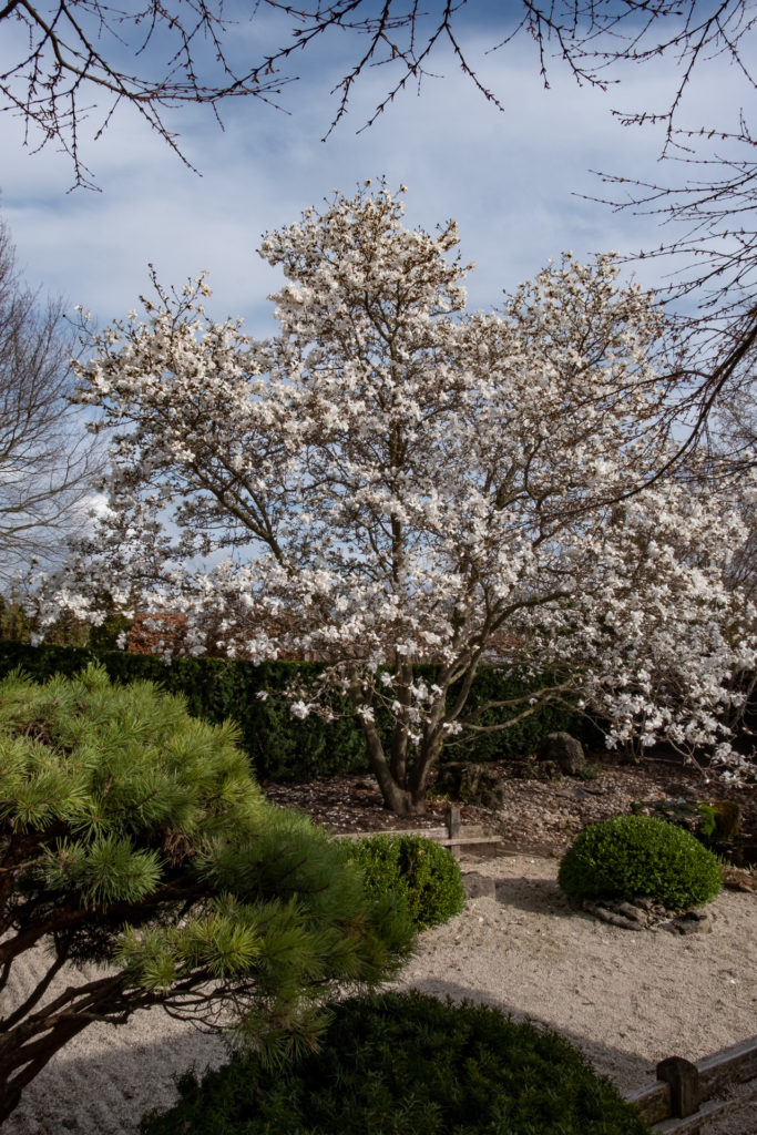 a colour photo of a magnolia tree with pink blooms in a Japanese garden.