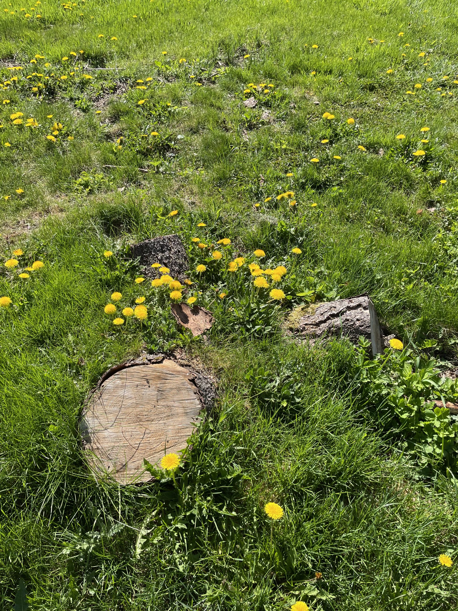 colour photo of tree stumps with dandelions blooming nearby