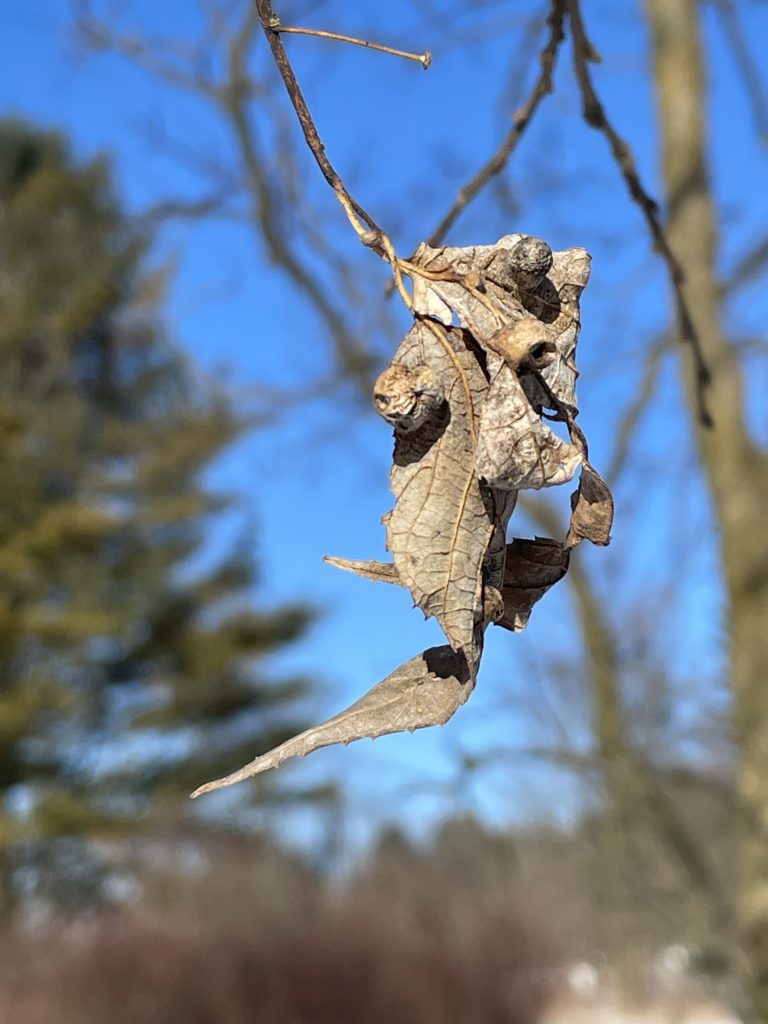 colour photo of galls on a dried up and dead hackberry leaf in the winter sunlight 