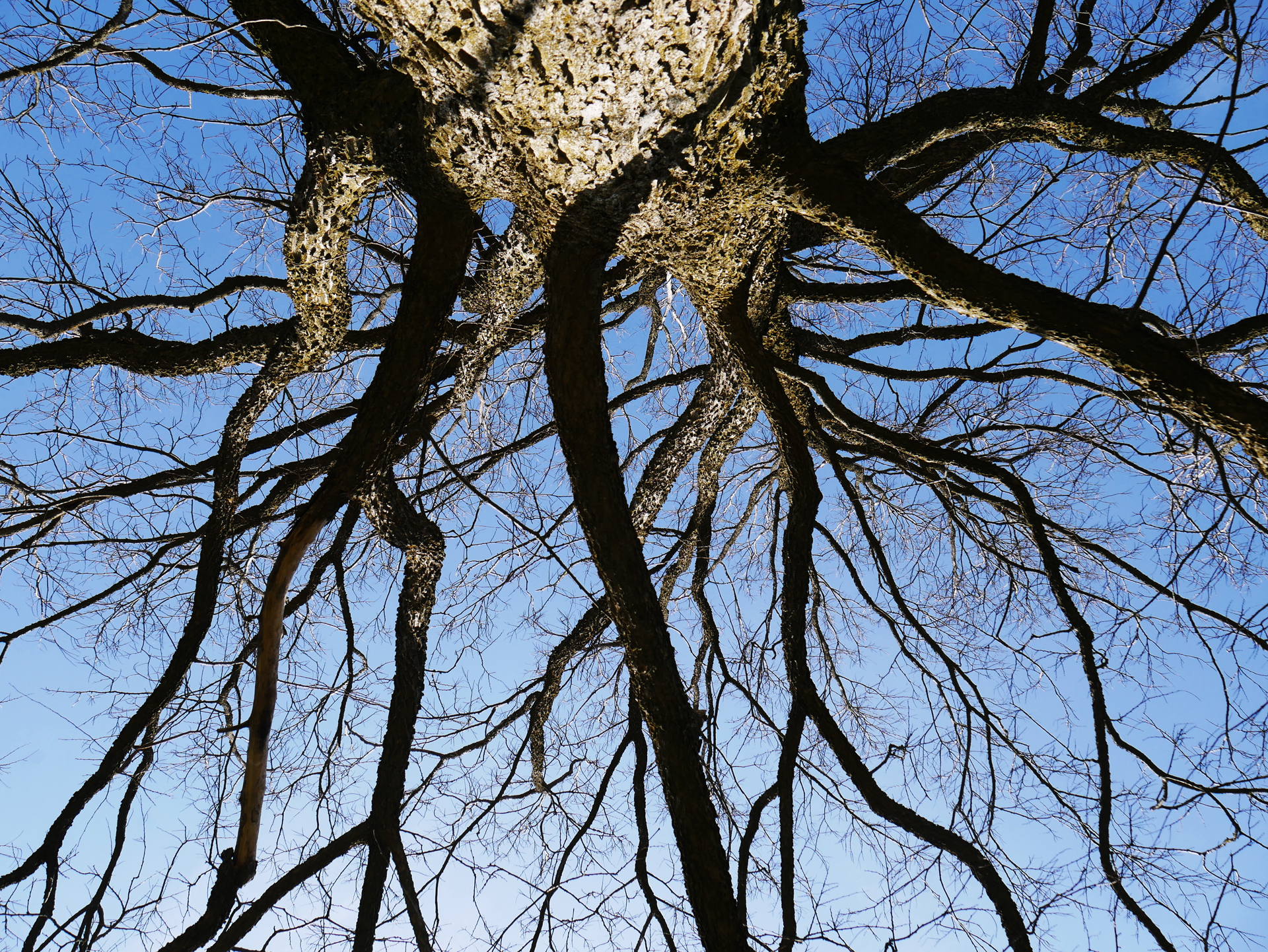 colour photo looking up into a hackberry tree without leaves and the blue sky