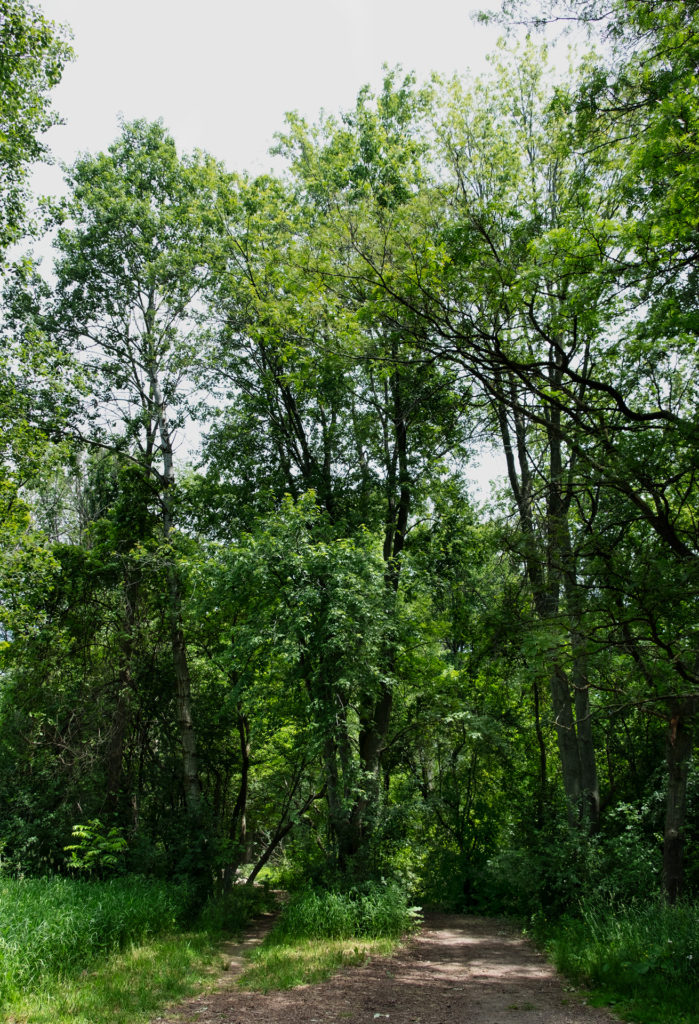 colour photograph of a trail leading to a forest bounded by maple trees 