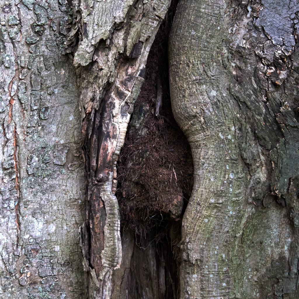 colour photograph of a hole in  tree trunk