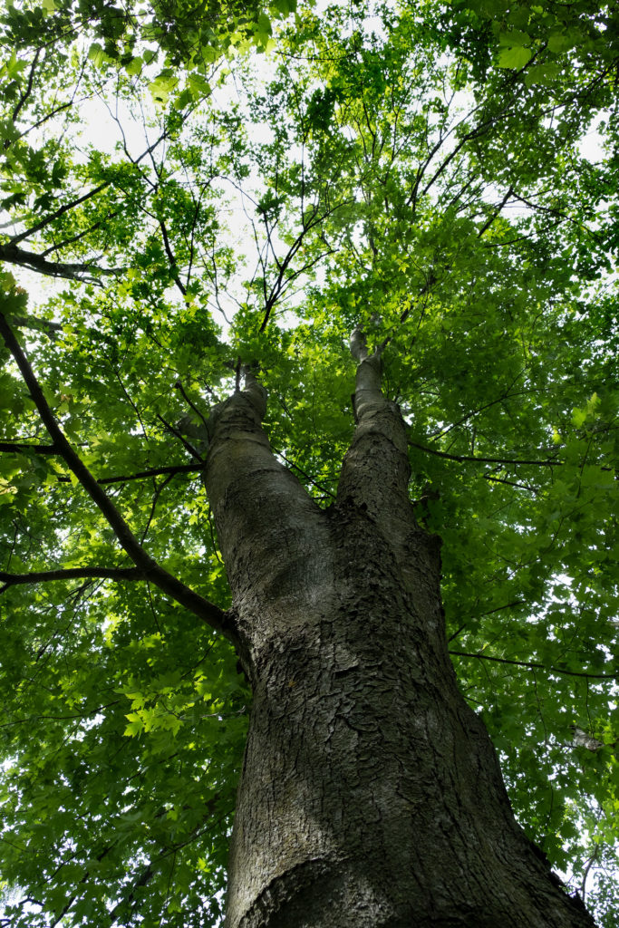 colour photograph looking up at a tall 2 trunk deciduous tree