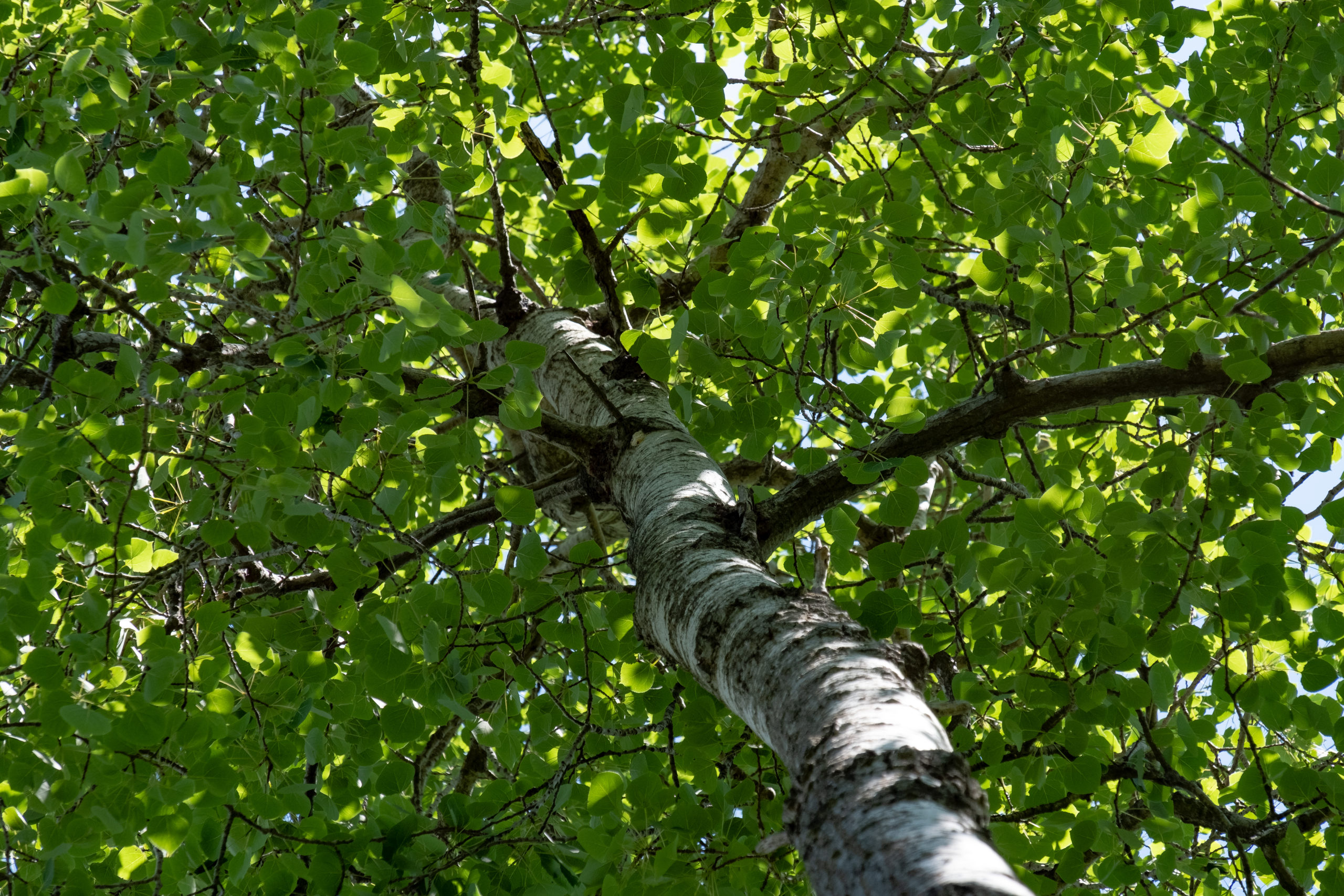colour photo looking up into a tall poplar tree