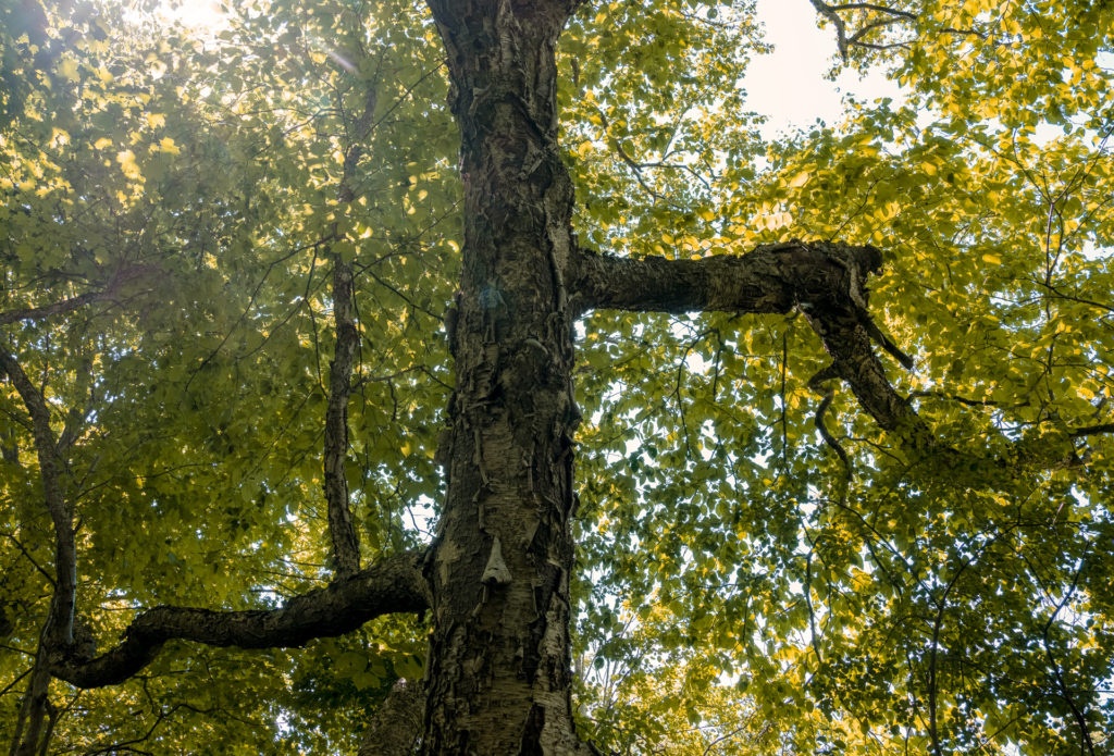 colour photo looking up into a birch trees and a tree trunk of peeling bark  