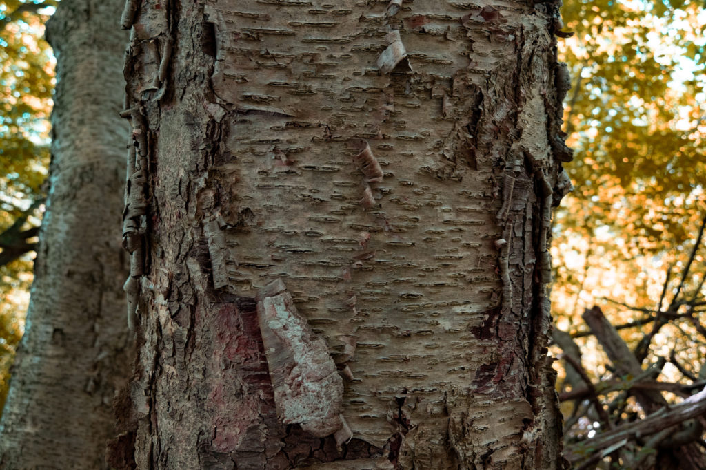 colour photo of a birch tree's trunk of peeling bark  