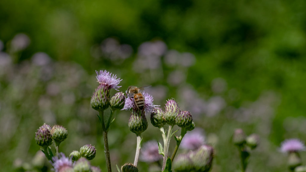a colour photograph of a honey bee on the blossom of a purple thistle 
