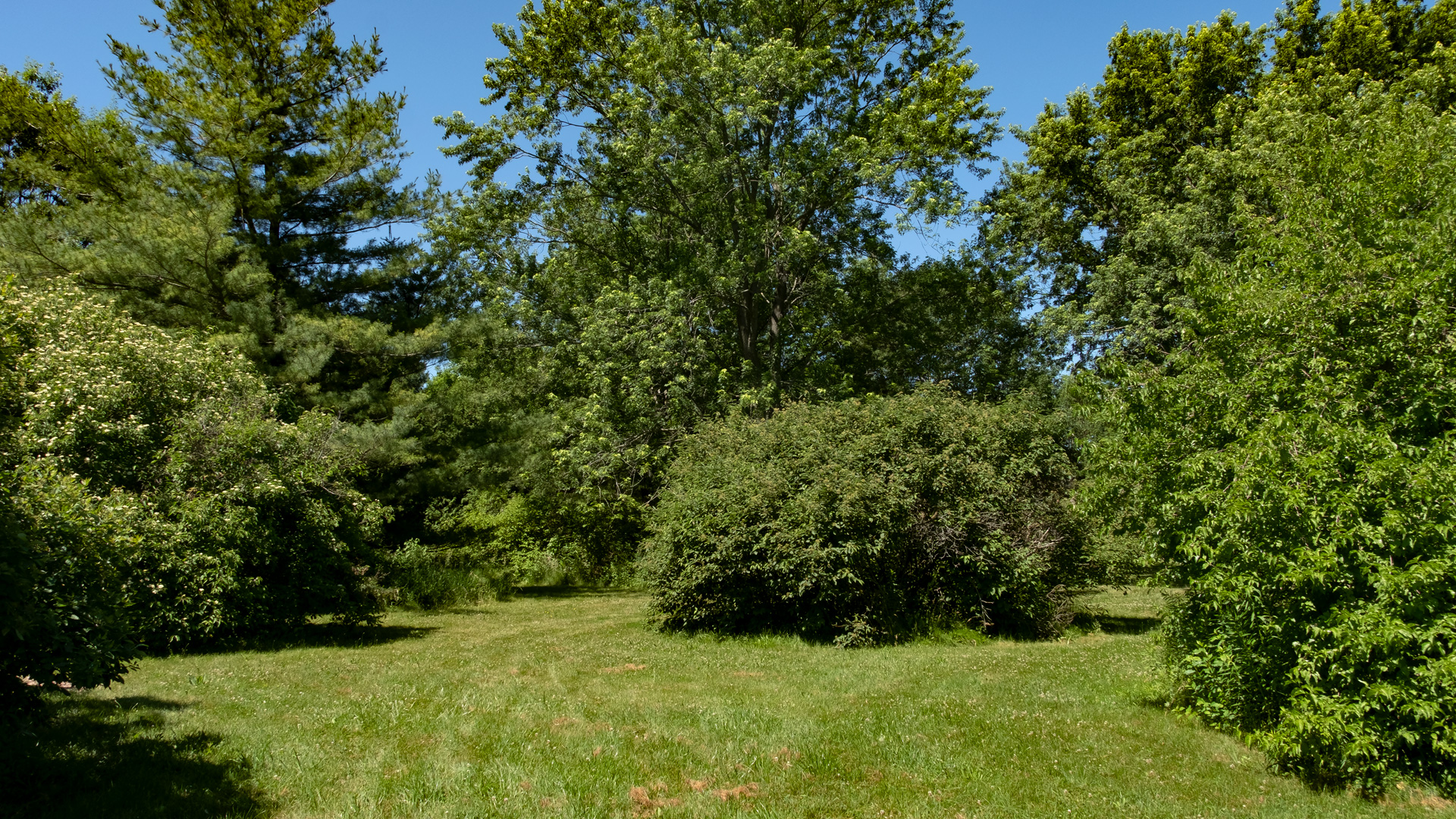 a colour photograph of a large shrub surrounded by trees.