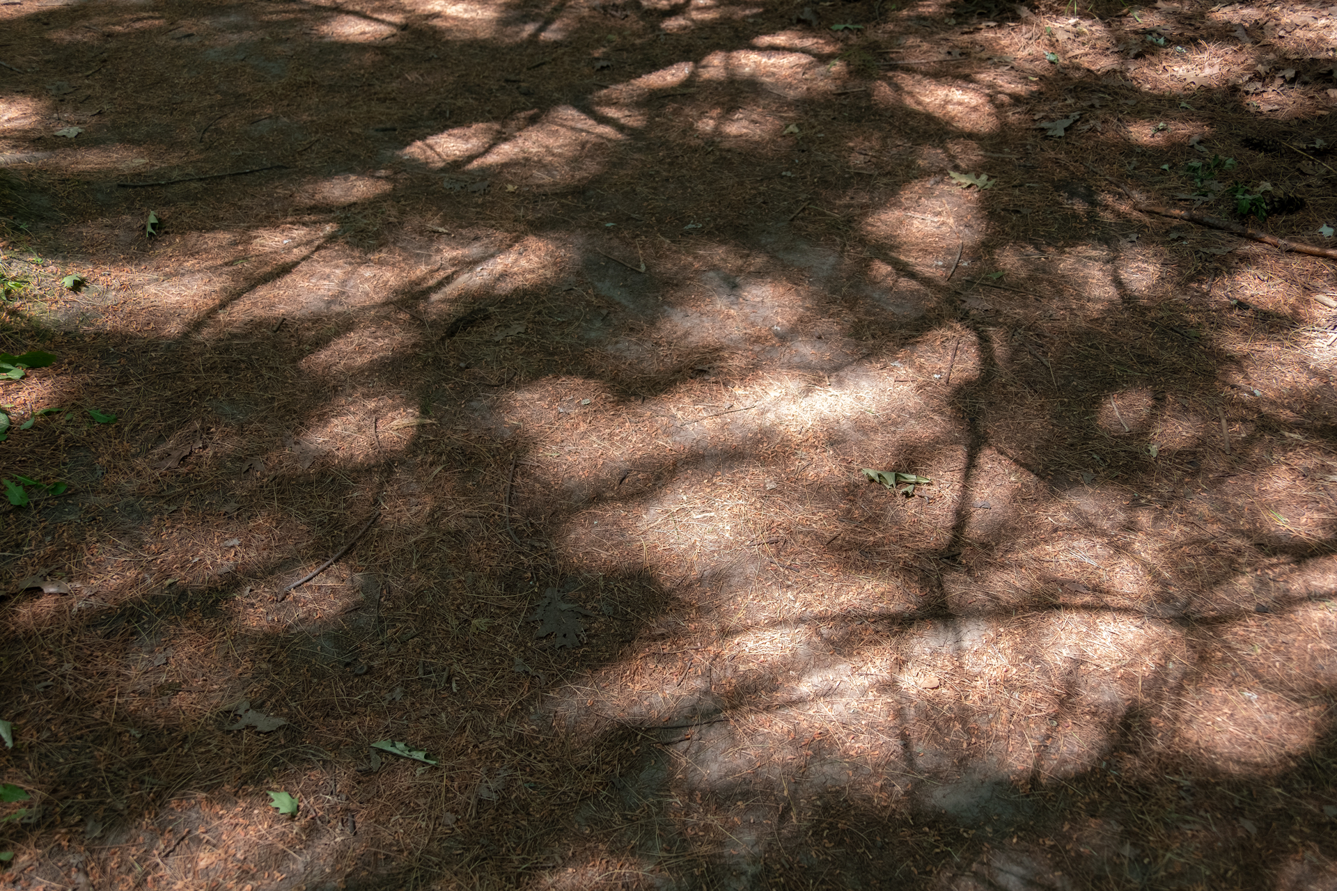 colour photo of the shadows of pine trees on forest trail floor covered in pine needles.