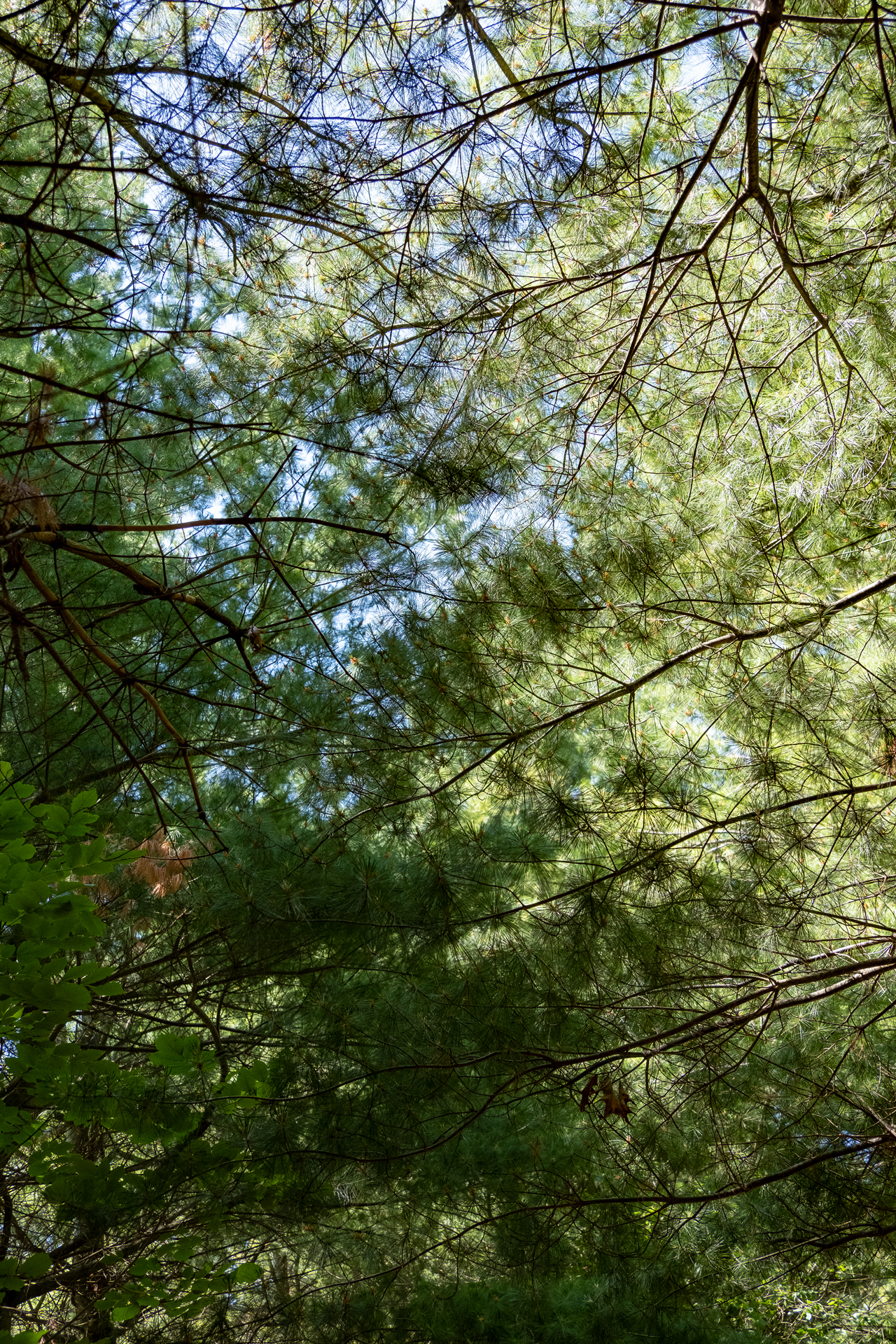 colour photo looking up into the branches of pine trees shading a forest trail