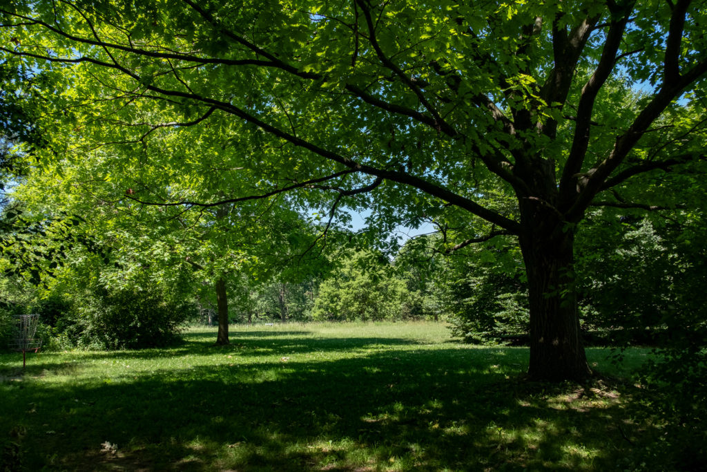 colour photo of trees and a lawn with a Frisbee golf cage on the left side 