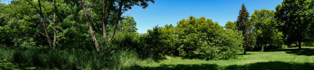 a panorama colour photo of a variety of trees and a green lawn