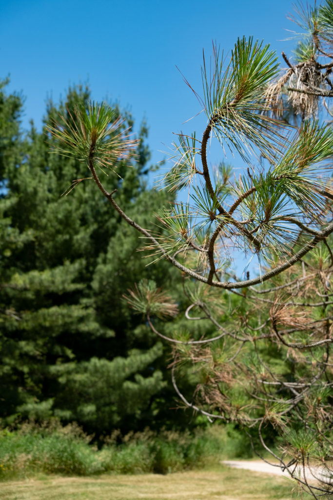colour photo of a pine tree branch in the forground and an evergreen treen in thebackground.