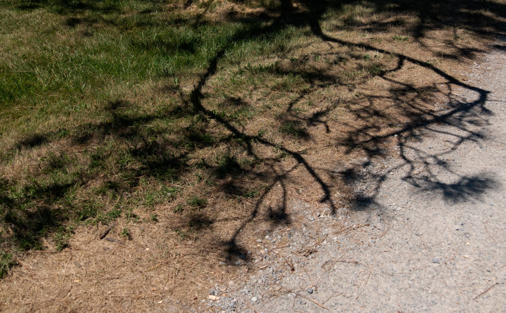 colour photograph if the shadow cast form a pine tree on the ground.