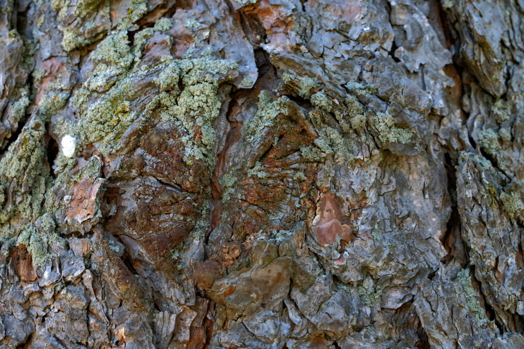 colour photo of a detail of pine tree bark