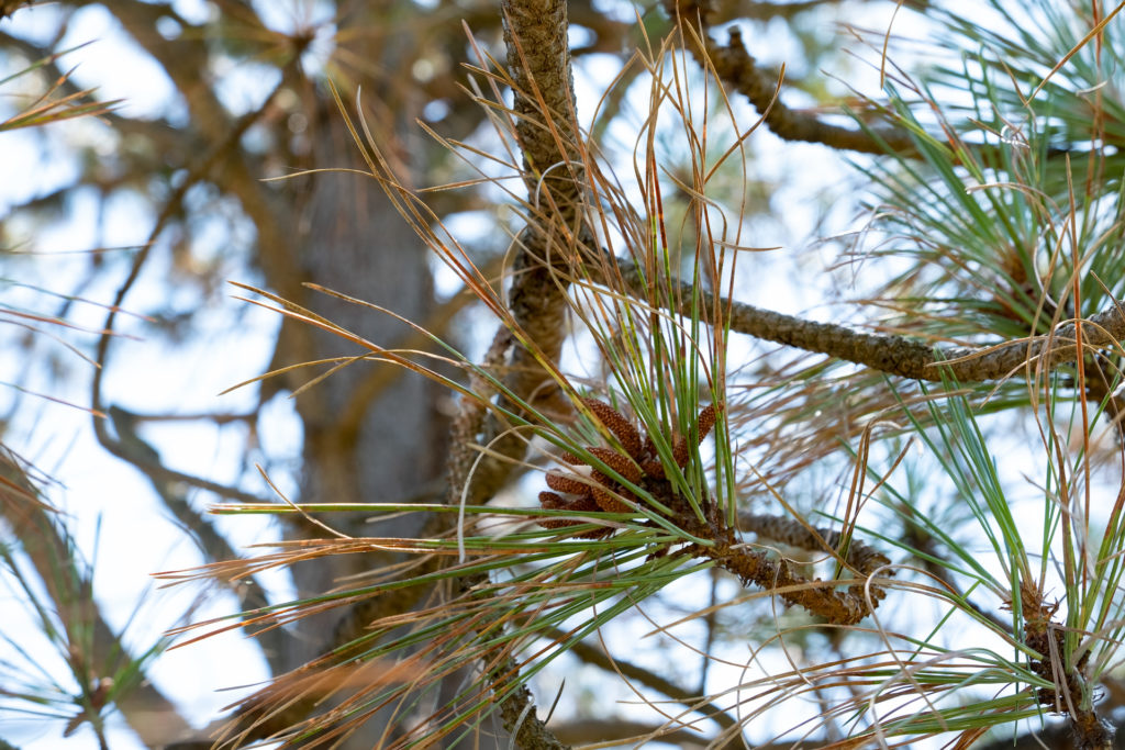 colour photo of pine tree needles on a branch