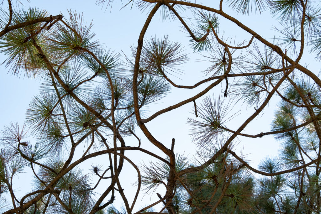colour photo of pine tree branches against a blue sky 