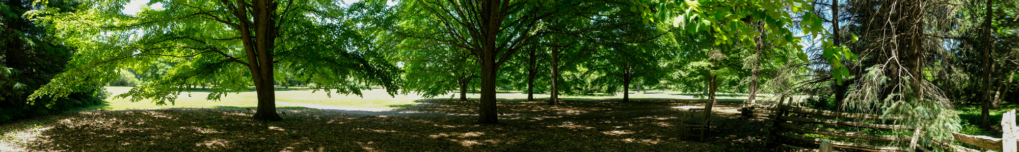 colour photo of a forested area of katsura trees