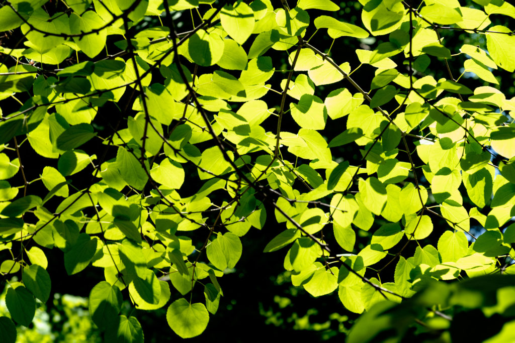 a colout photo of katsura tree branches covered in green leaves in the sunlight 