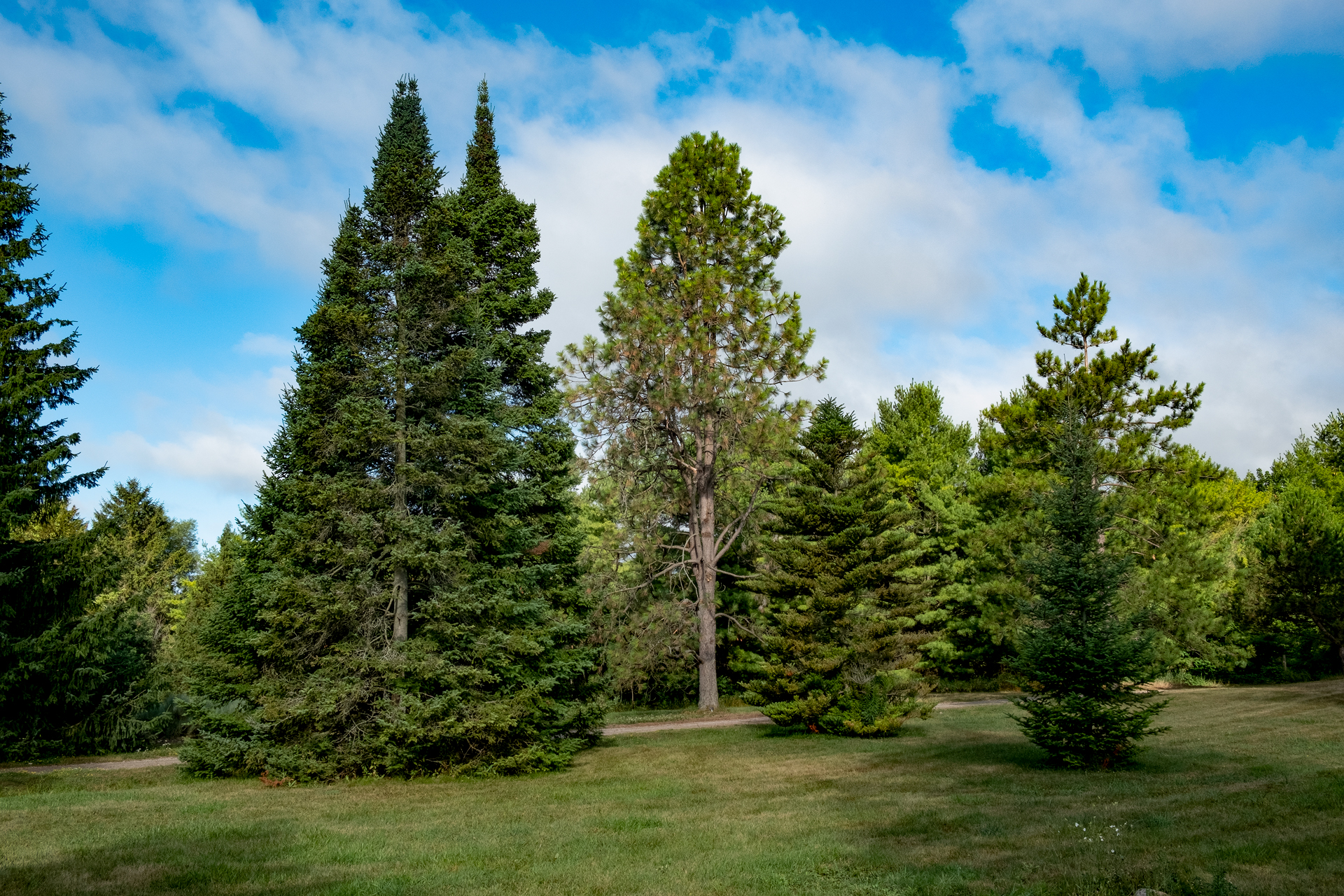 colour photo of trees