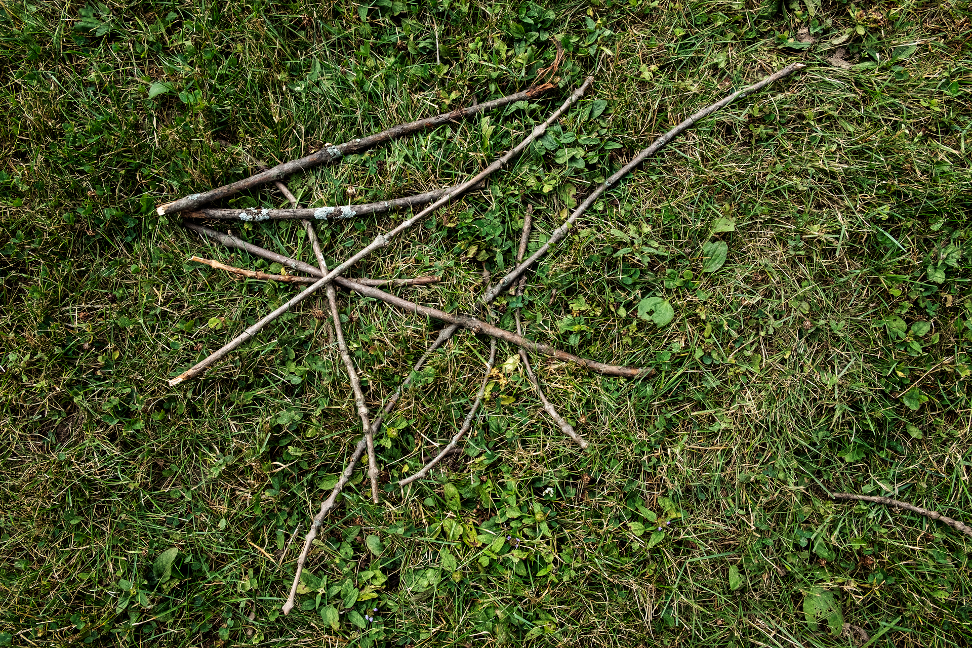 colour photo of tree branches without leaves on the grass in a pile 