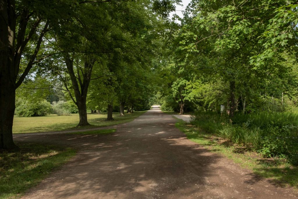 decorative photo of a pathway lined with trees