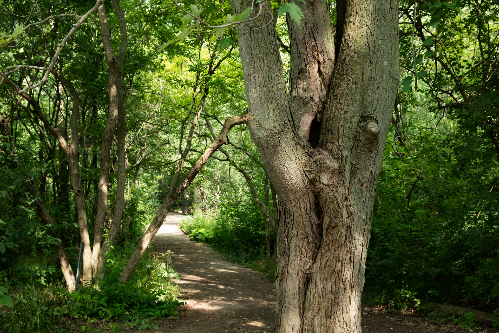 colour photo of an entrance to a trail in an arboreta
