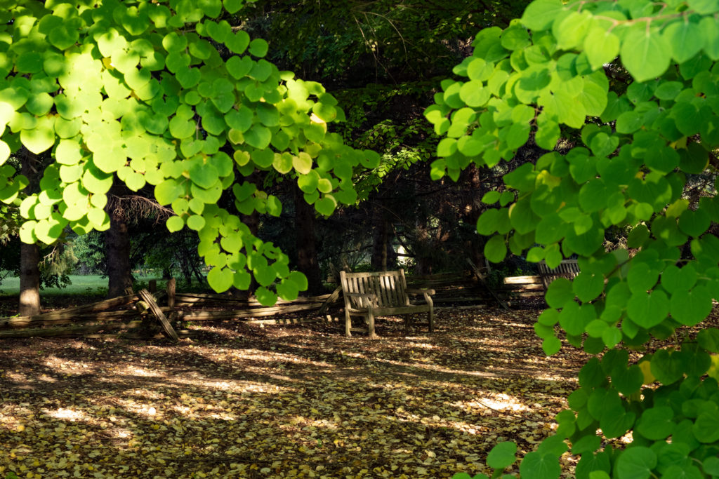 colour photo of a bench in a memorial forest