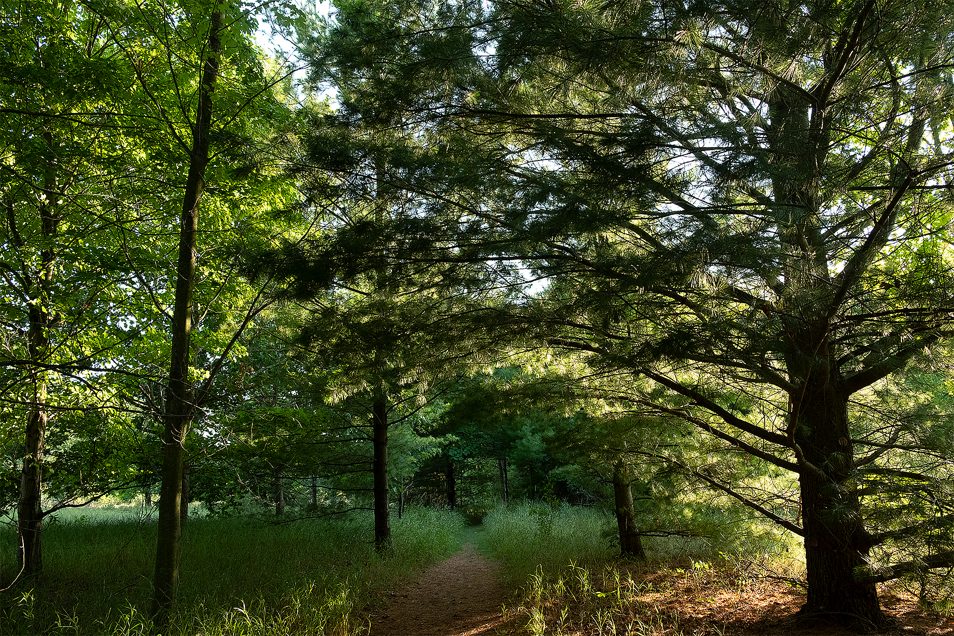 Colour photograph of trees and a trail  with sunlight filtering from the background.