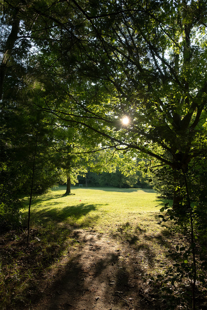 a colour photo of sun light filtered through trees illuminating a path