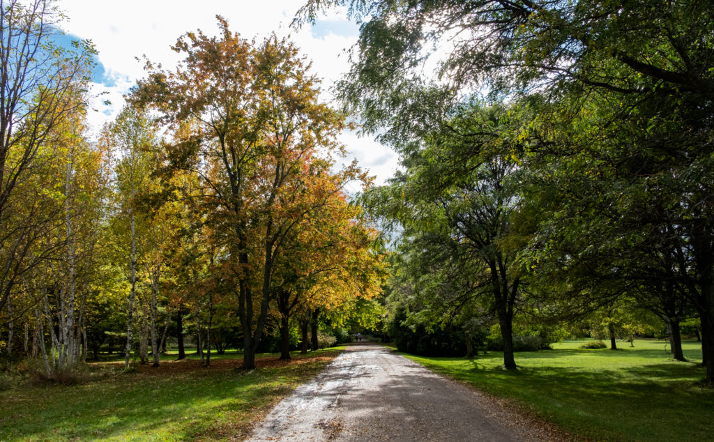 colour photo of a wide trail in a tree park in fall, the trees are yellow on the left and green on the right