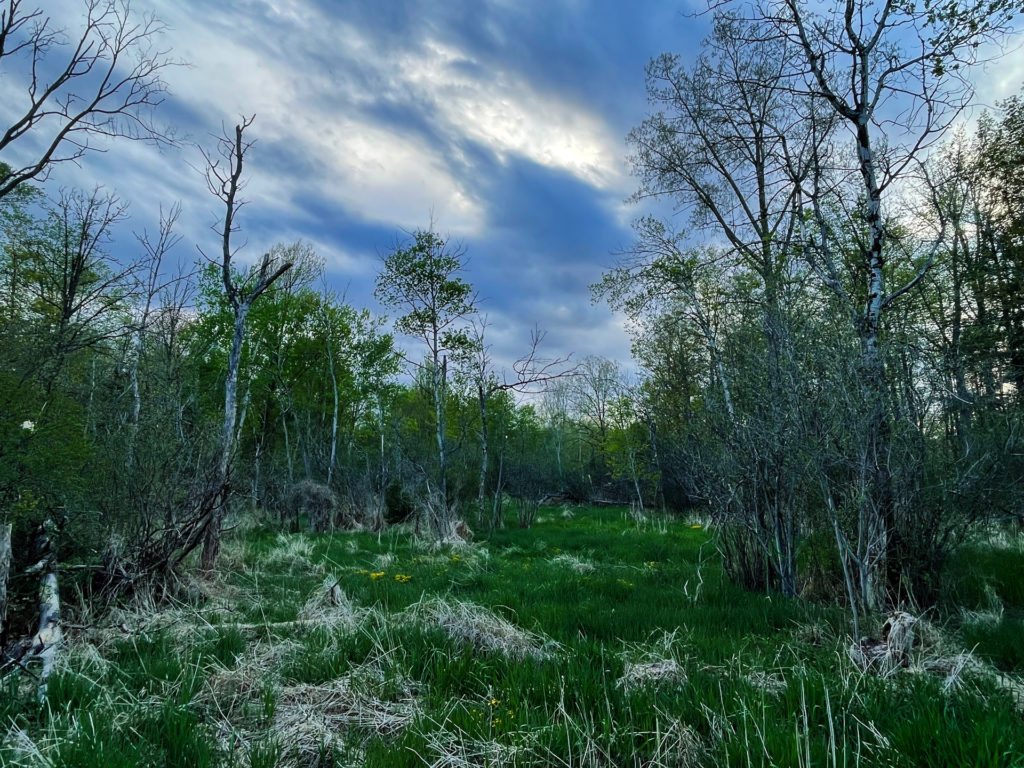 colour photo of a marsh in a forest at dusk