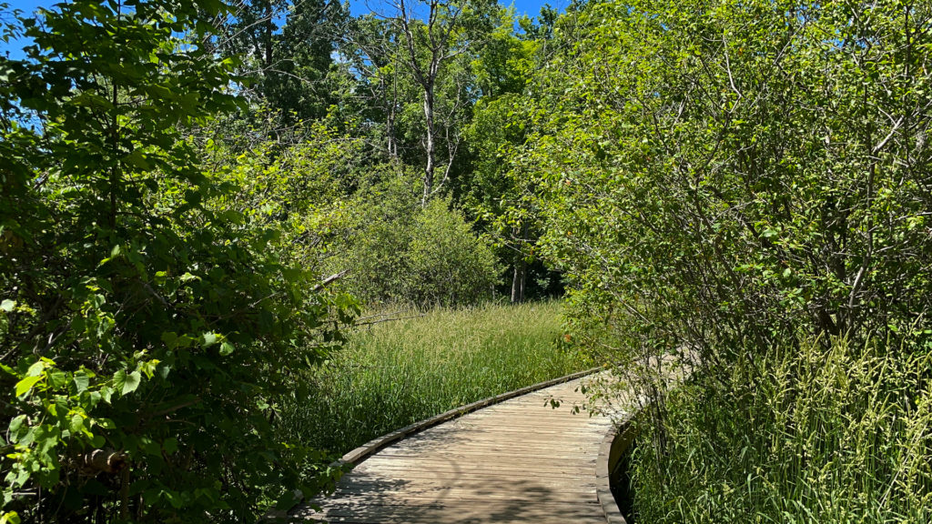 colour photo of a boardwalk in a forest