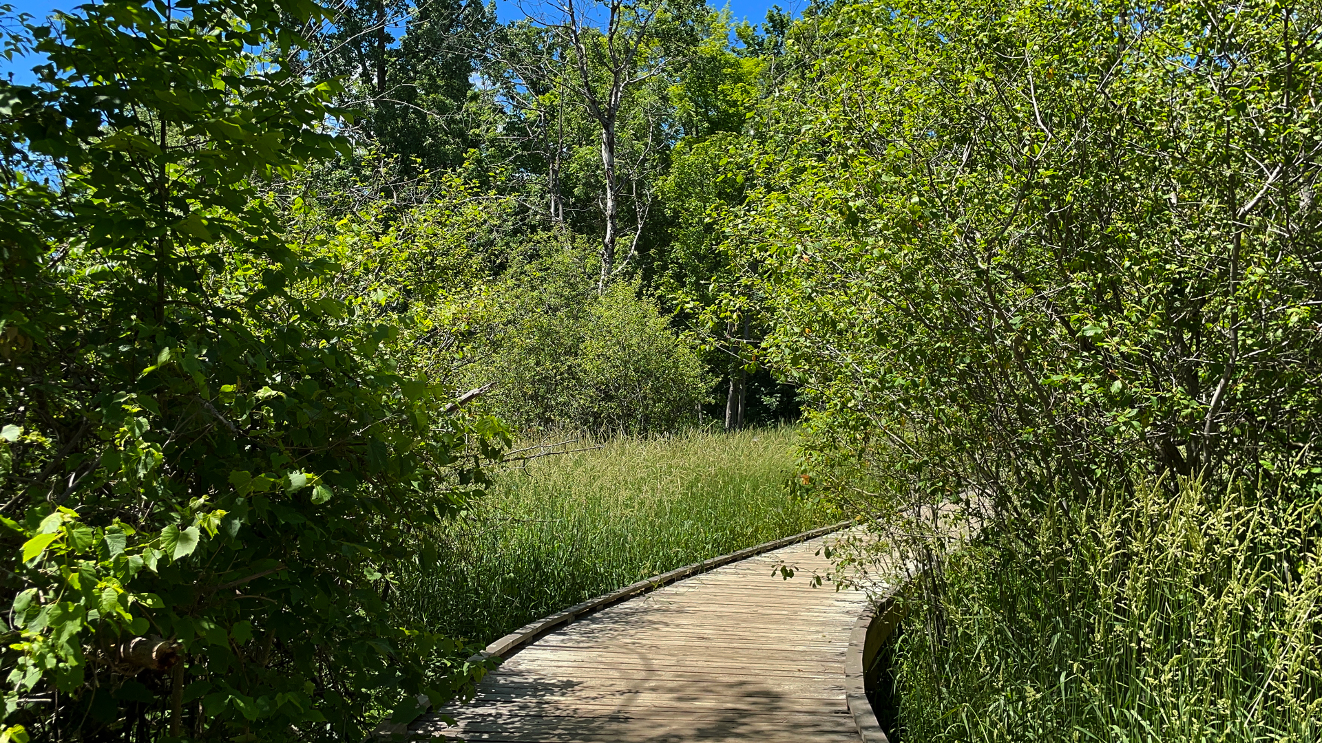 colour photo of a boardwalk in an arboretum