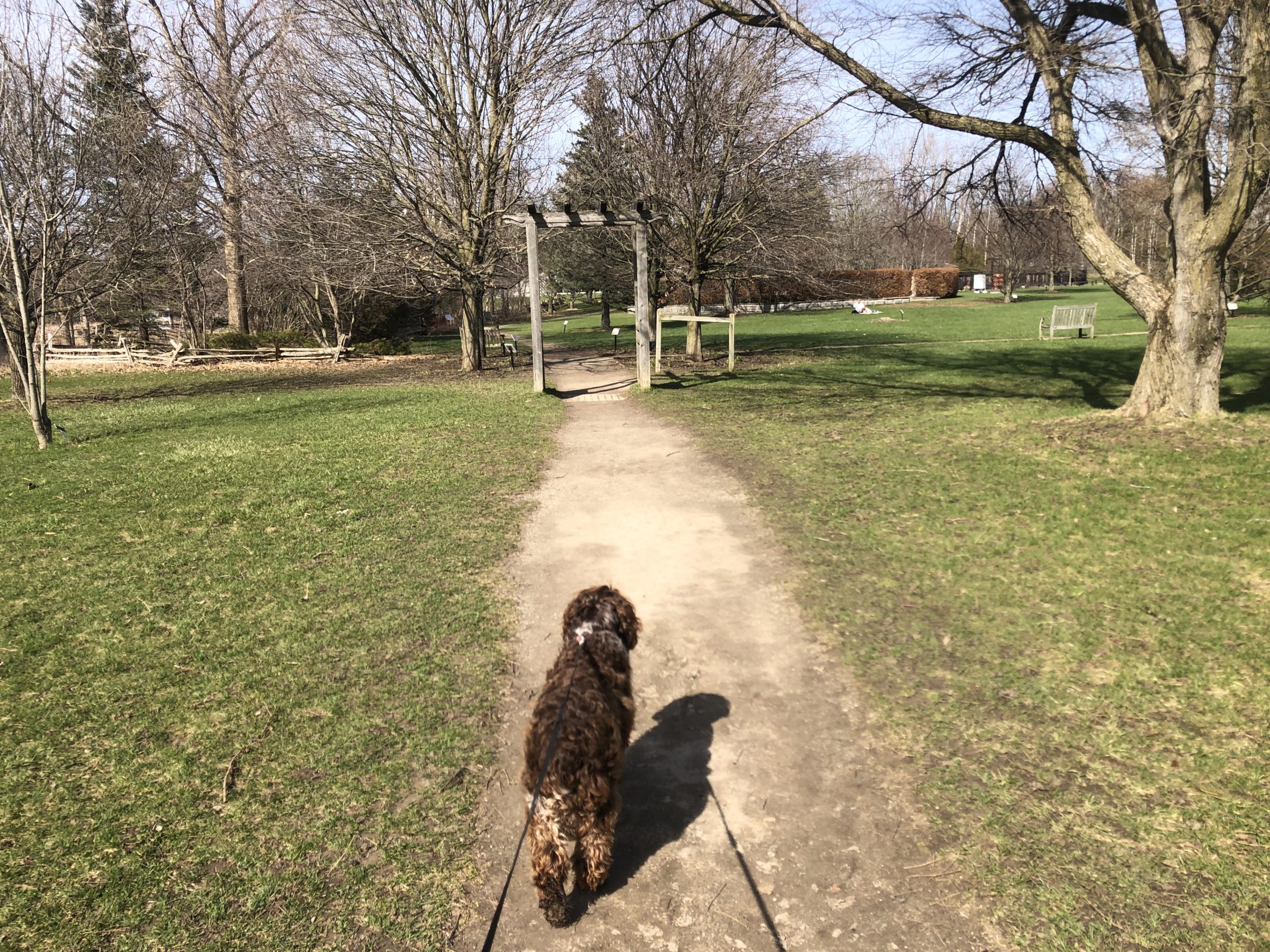 colour photo of a dog on a leash on a trail walking towards a decorative arbour in the background