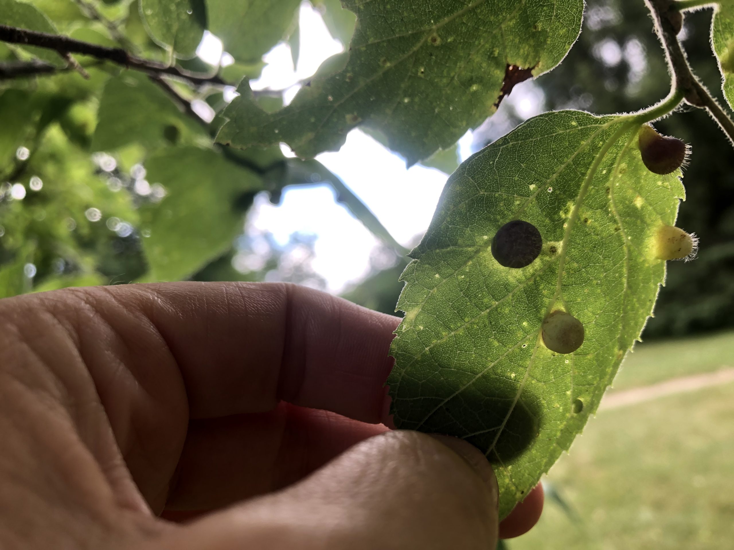 colour photo of a hand hlding a hackberry leaf covered in galls.