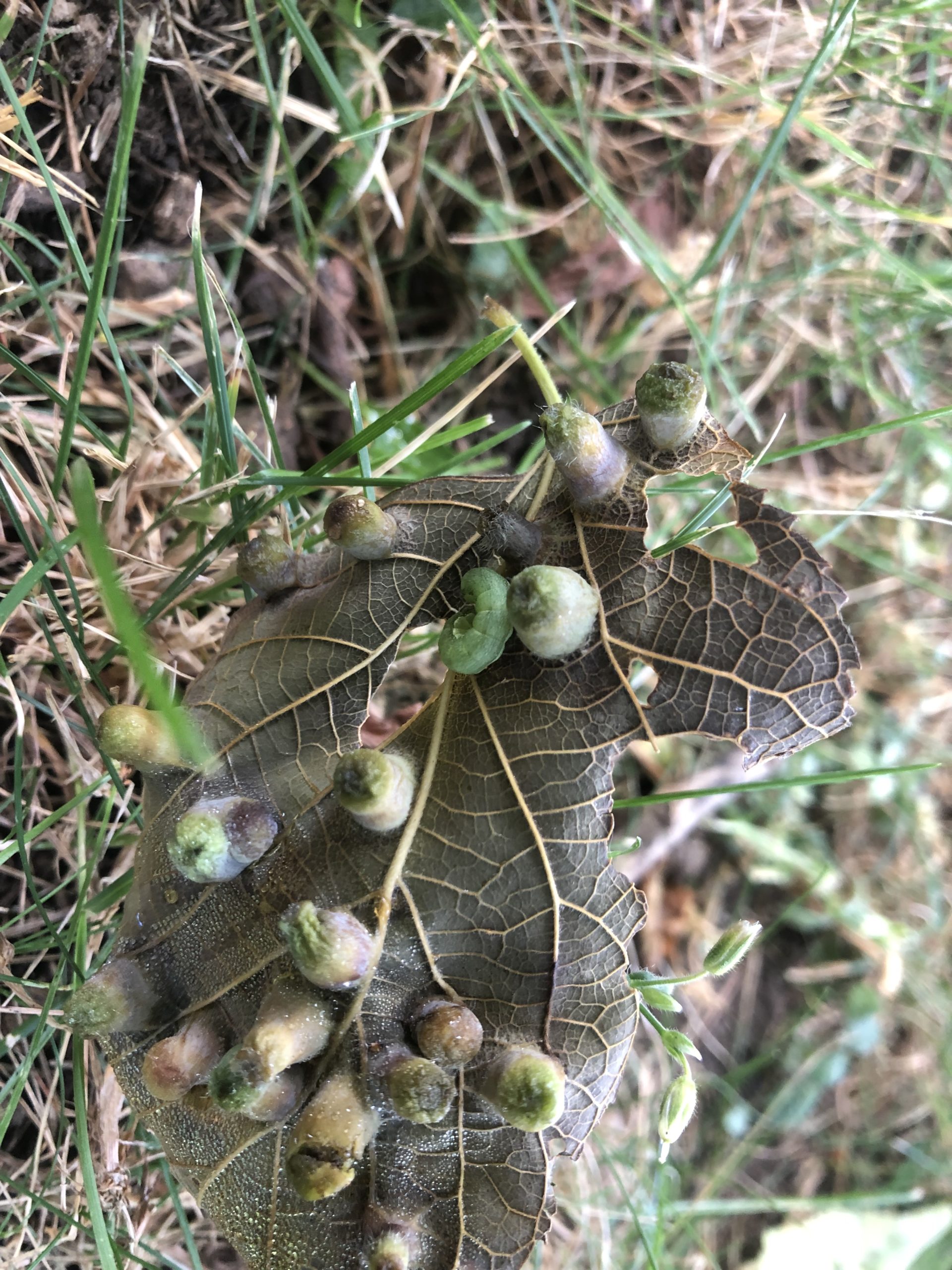 a detail photo of a twisted hackberry leaf covered in galls in the grass 