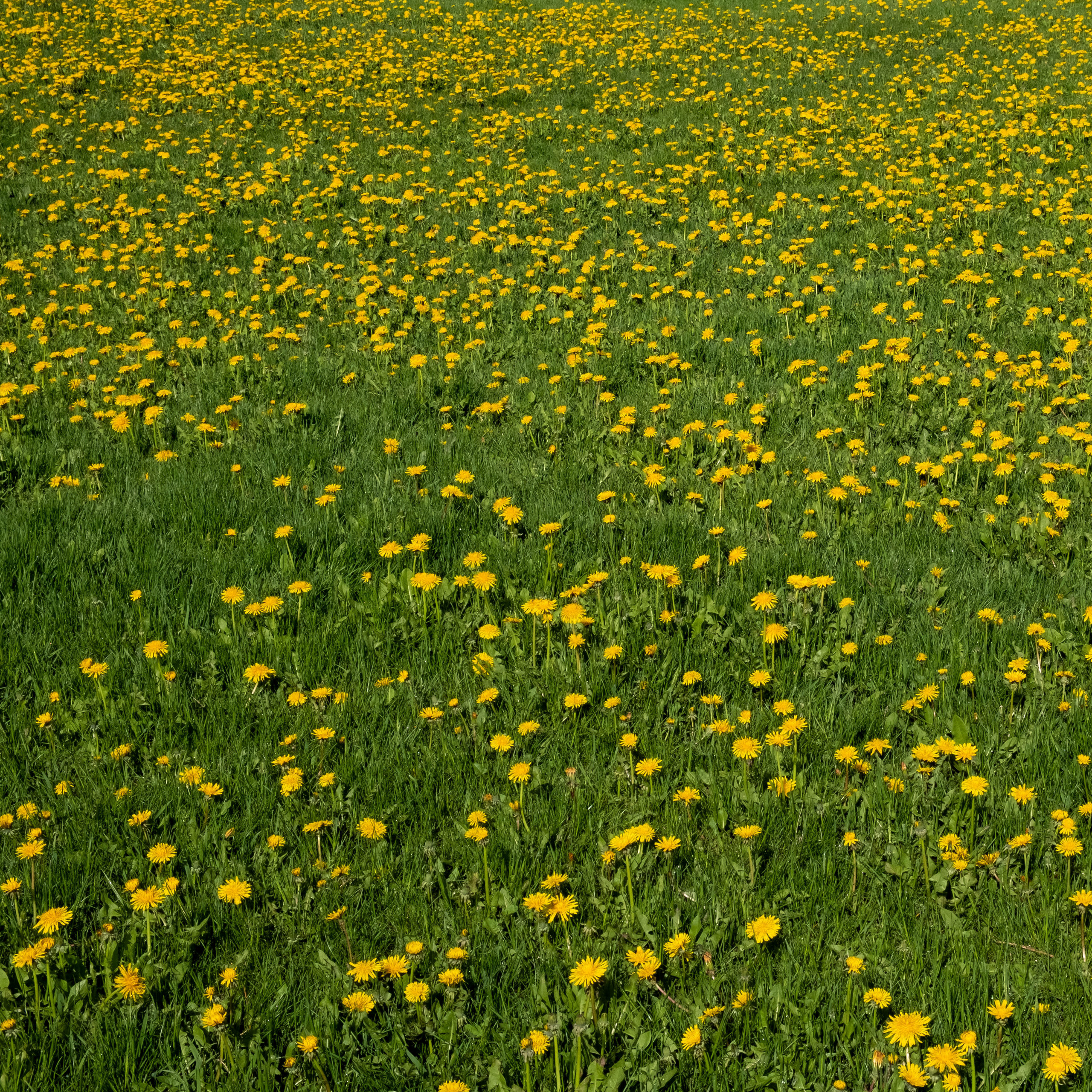 colour photo of a field of dandelions in full yellow bloom
