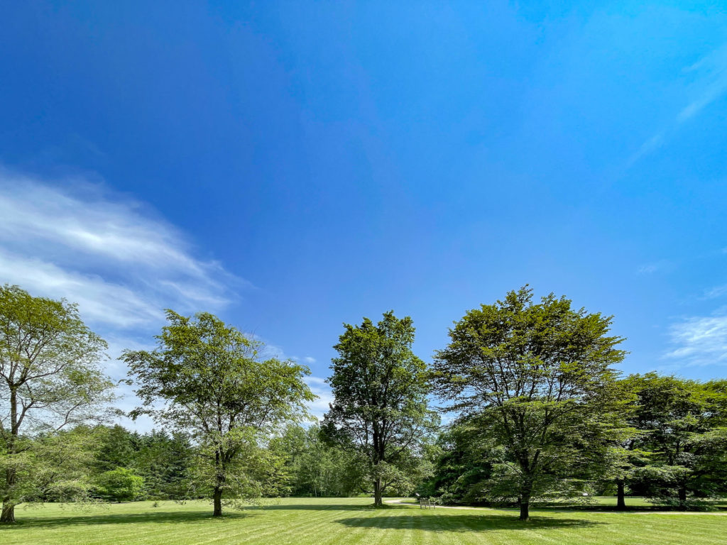 Colour photo of trees in a line on an expanse of green grass. In the distance a treeline.