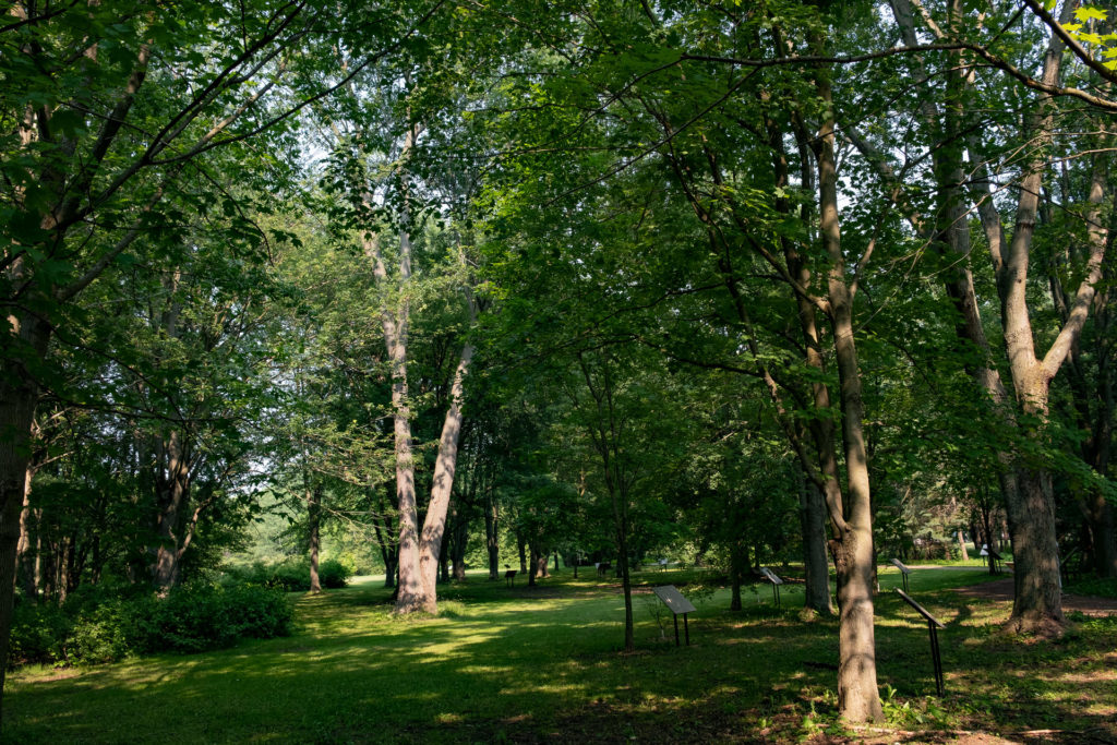 Colour photo of trees in a forest grove.