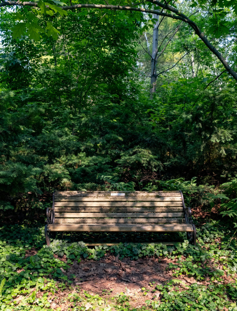 Colour photo of a bench nestled among several different trees. Ivy grows on the ground at the foot of the bench.