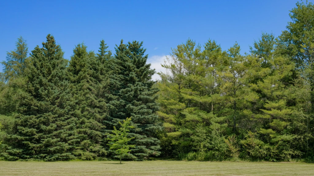 A colour photograph of a tree line of evergreen trees behind a green lawn.