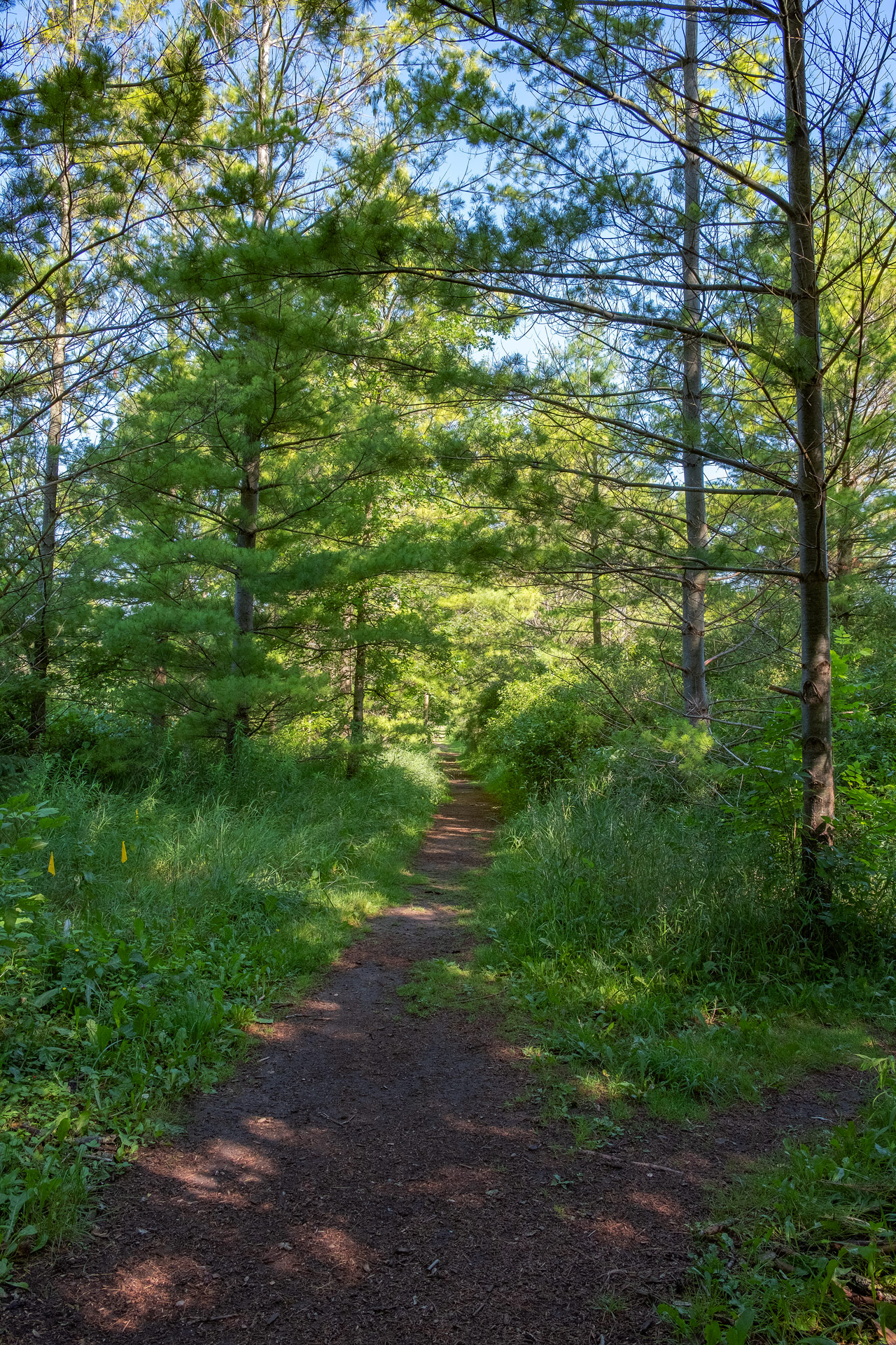 colour photograph of a trail in a forested area in the early monring. sunlight is dappled through the leaves.